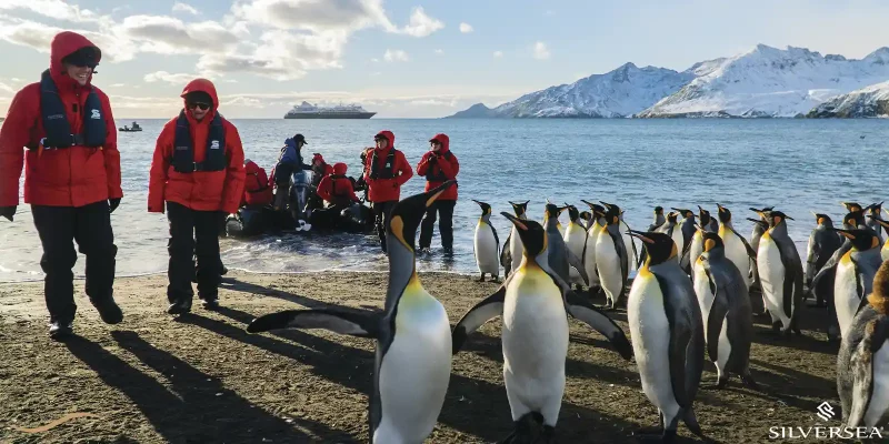 Featured Image of Silversea Cruises - Antarctica Expedition - AG Travel Agent