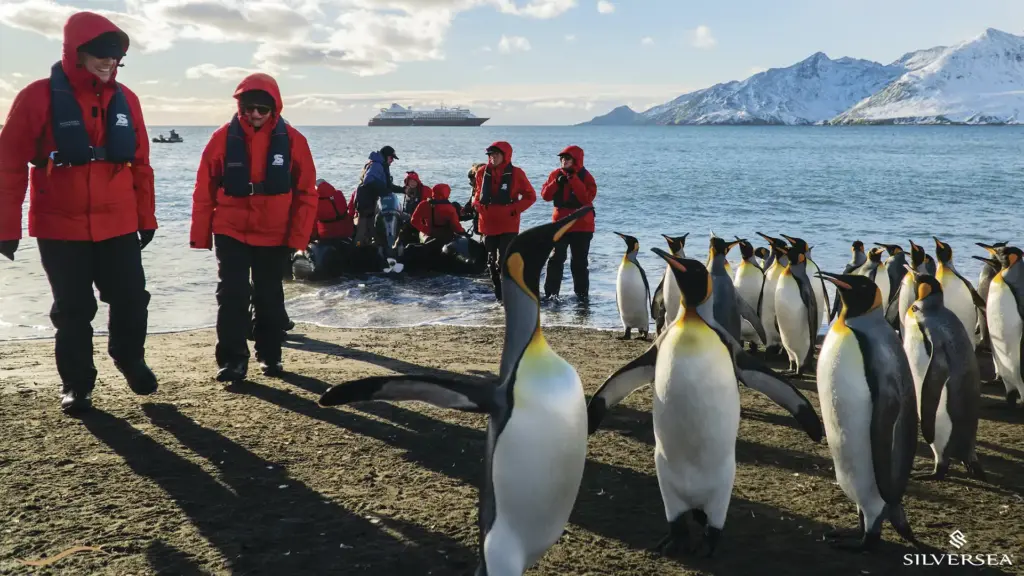 Silversea Cruises - Antarctica Expedition - King Penguins and Zodiac - AG Travel Agent